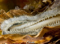 Japanse oester, crassostrea gigas by Eduard Bello 